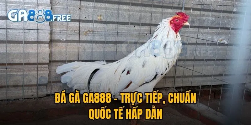 GA888 Éc 🎖️ Link Trực Tiếp Đá Gà Thomo 88 | Đăng Ký +100K 3 Đá gà GA888 – Trực tiếp, chuẩn quốc tế hấp dẫn