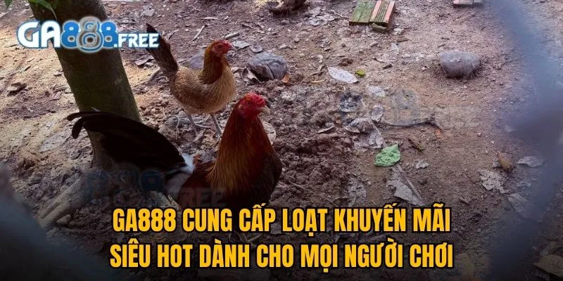 GA888 Éc 🎖️ Link Trực Tiếp Đá Gà Thomo 88 | Đăng Ký +100K 4 GA888 cung cấp loạt khuyến mãi siêu hot dành cho mọi người chơi